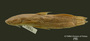 Cyclopium pirrense FMNH 7586 holo lat